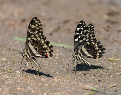 Lemoenskoenlapper / Citrus Swallowtail