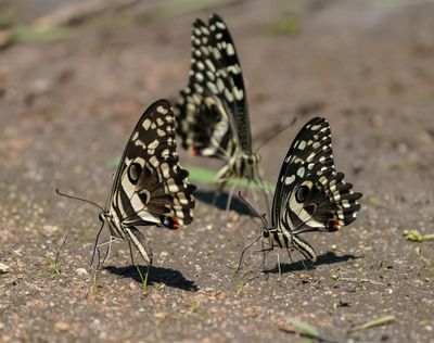 Lemoenskoenlapper / Citrus Swallowtail