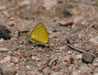 Grasveldgeletjie / Broad-bordered Grass Yellow