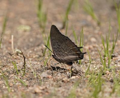 Duwel Dubbelstert / Demon Charaxes