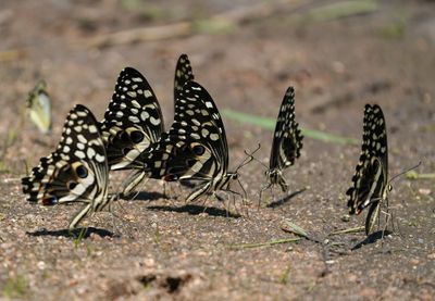 Lemoenskoenlapper / Citrus Swallowtail