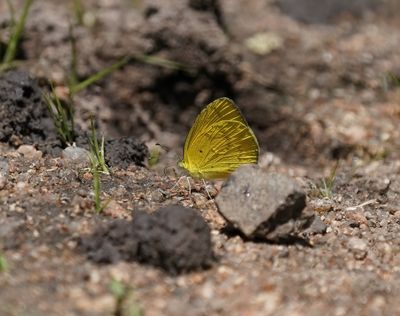 Grasveldgeletjie / Broad-bordered Grass Yellow