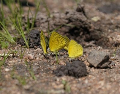 Grasveldgeletjie / Broad-bordered Grass Yellow