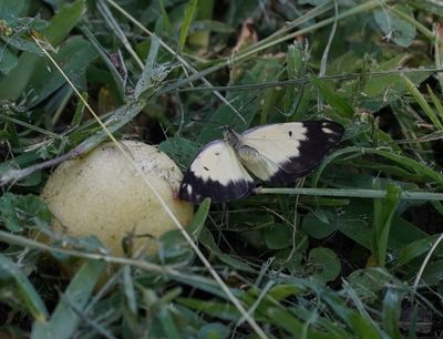 Afrikaanse Gewone Witjie / Southern African Caper White