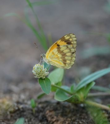 Bontarabier / Southern Veined Arab