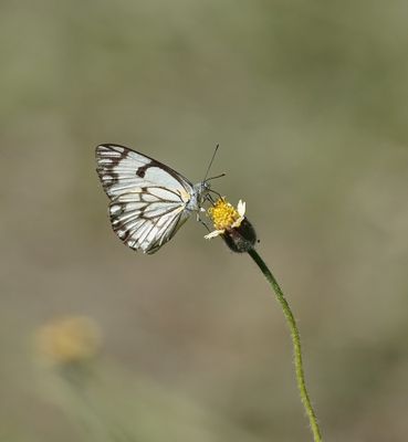 Witgatwitjie / Pioneer Caper White