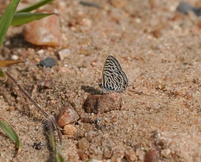 Sebrabloutjie / Common Zebra Blue