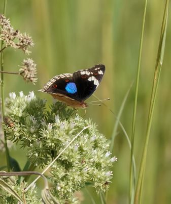 Blou Gesiggie / Dark Blue Pansy