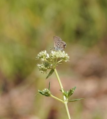 Swartstreep Kortstertjie / Black-striped Ciliate Blue