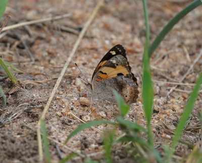 Geel Gesiggie / African Yellow Pansy