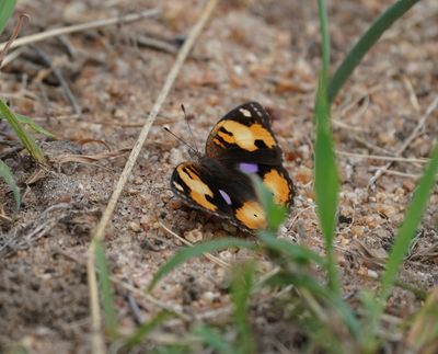 Geel Gesiggie / African Yellow Pansy
