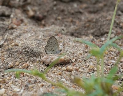 Duwweltjie Bloutjie / African Grass Blue