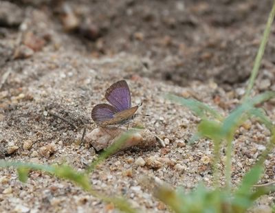 Duwweltjie Bloutjie / African Grass Blue