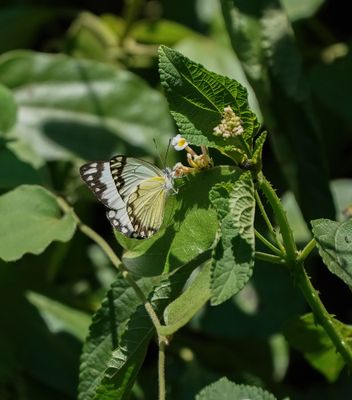 Afrikaanse Gewone Witjie / Southern African Caper White