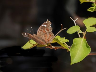 Bruin Blaarvlerk / Brown Pansy