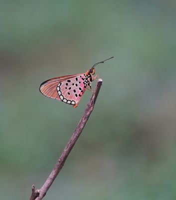 Rooibokkie Rooitjie / Window Acraea