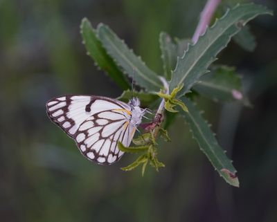 Witgatwitjie / Pioneer Caper White