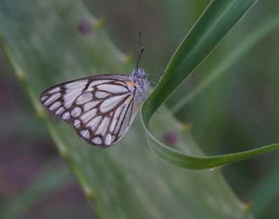 Witgatwitjie / Pioneer Caper White