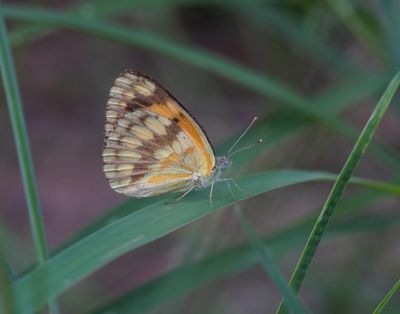 Bontarabier / Southern Veined Arab