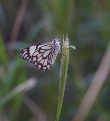 Witgatwitjie / Pioneer Caper White