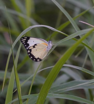 Afrikaanse Gewone Witjie / Southern African Caper White