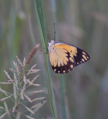 Afrikaanse Gewone Witjie / Southern African Caper White