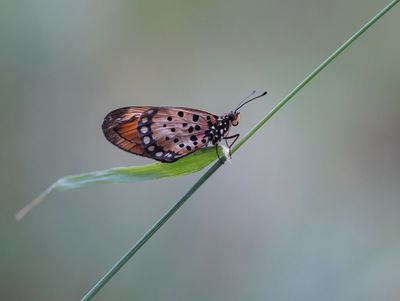 Mosaiek Rooitjie / Black-based Acraea