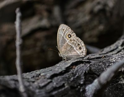 Spikkel Bosbruintjie / Grizzled Bish Brown