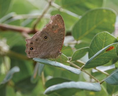 Skemerbruintjie / Common Evening Brown