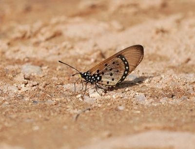 Mosaiek Rooitjie / Black-based Acraea