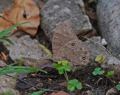 Skemerbruintjie / Common Evening Brown