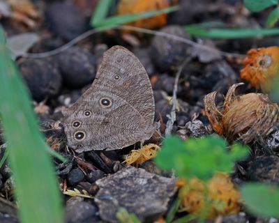 Skemerbruintjie / Common Evening Brown
