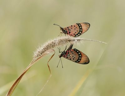 Mosaiek Rooitjie / Black-based Acraea