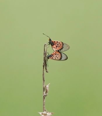 Dwaalesel Rooitjie / Wandering Donkey Acraea