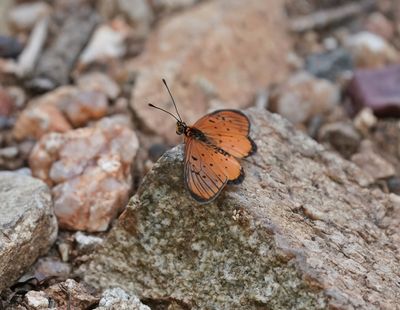 Rooibokkie Rooitjie / Window Acraea