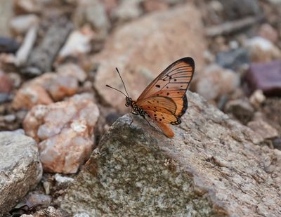 Rooibokkie Rooitjie / Window Acraea