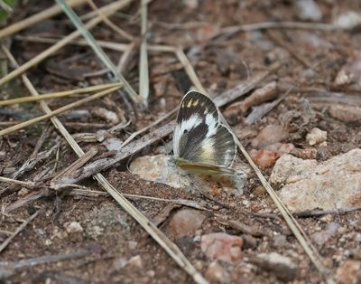 Klein Oranjepuntjie / African Small Orange Tip