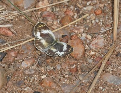 Klein Oranjepuntjie / African Small Orange Tip