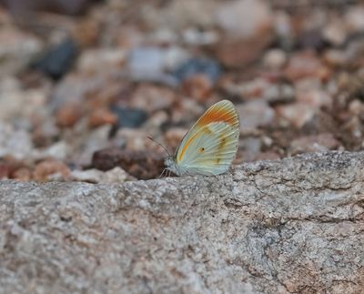 Klein Oranjepuntjie / African Small Orange Tip
