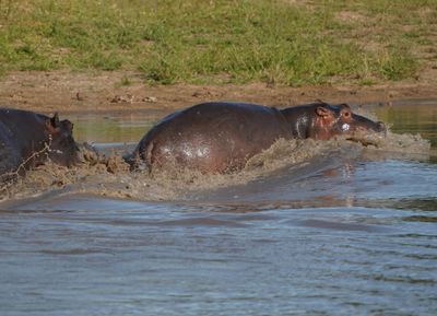 Seekoei / Hippo