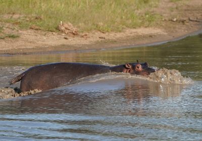 Seekoei / Hippo