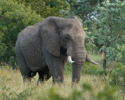 Savanne-olifant / African Elephant