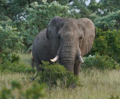 Savanne-olifant / African Elephant