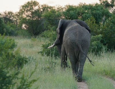 Savanne-olifant / African Elephant