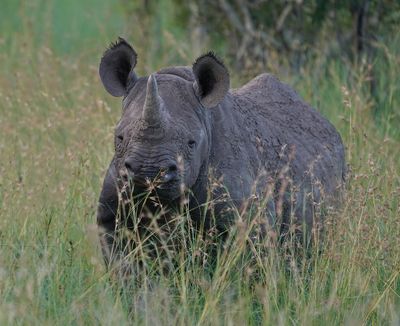 Swartrenoster / Black Rhino