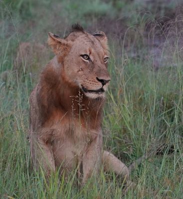 Leeu / Lion