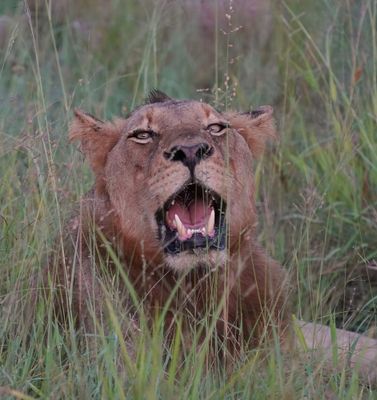 Leeu / Lion