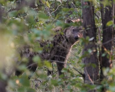 Gevlekte Hiëna / Spotted Hyena