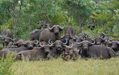 Buffel / African Buffalo