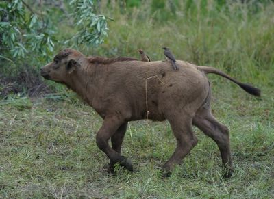 Buffel / African Buffalo